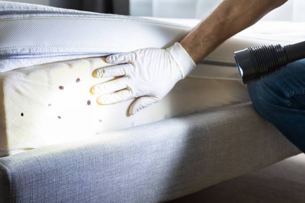 Best Local Pest Control Services  in Livingston, AL