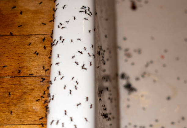 Best Affordable Pest Control Services  in Livingston, AL