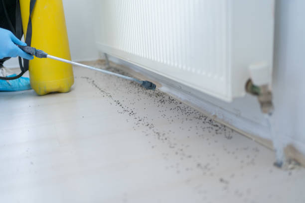 Best Flea Control Services  in Livingston, AL