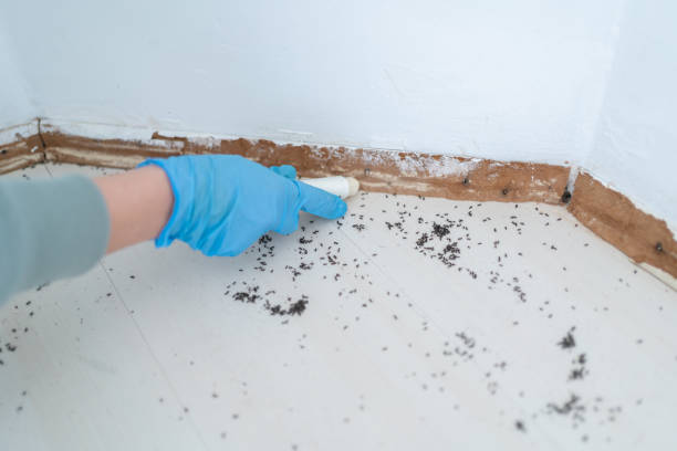 Flea Control Services in Livingston, AL
